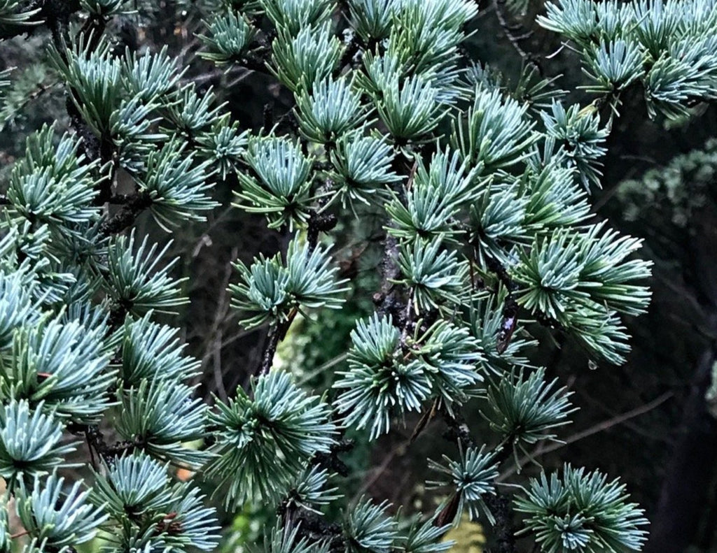 House of Matriarch High Perfumery Cedrus Libani Hydrosol